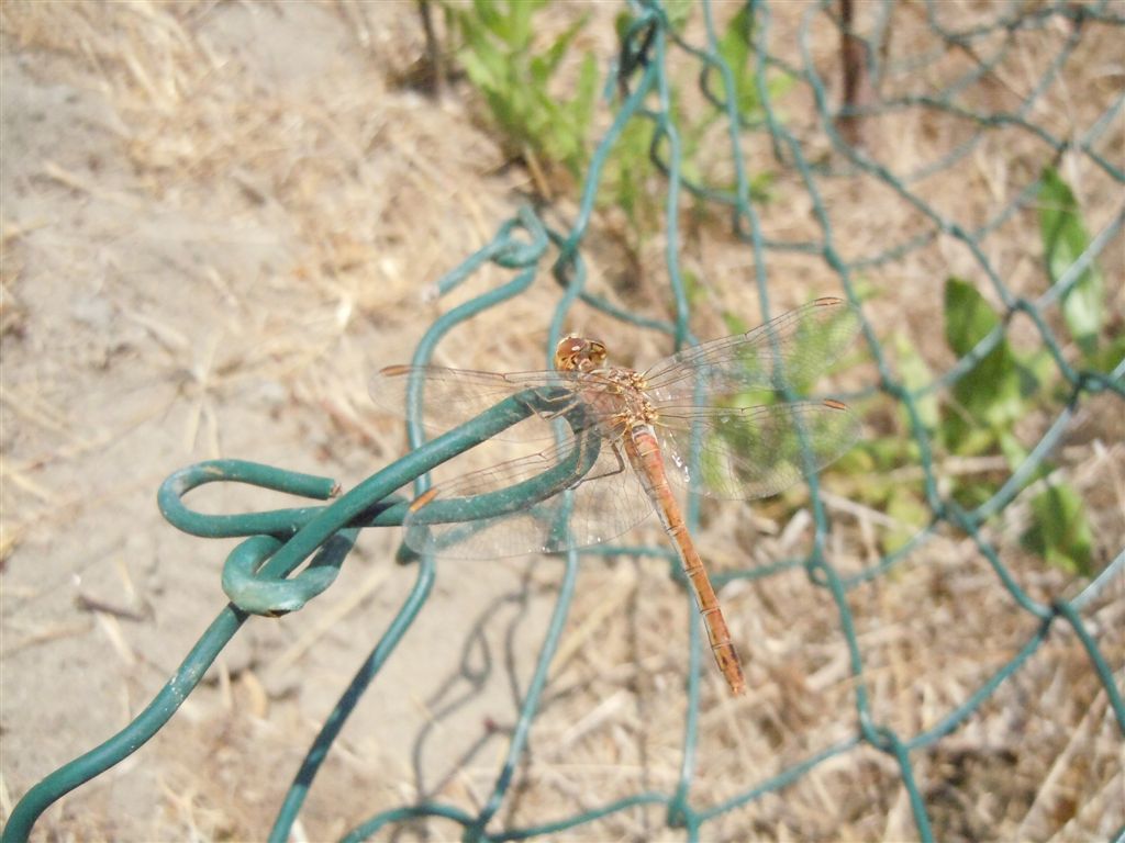 Sympetrum meridionale